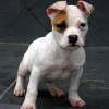 BULLYS Amichetti possuem massa densa e fuço grosso