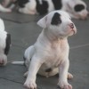 pocket bully amichetti