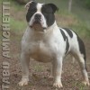 AMERICAN STAFFORDSHIRE TERRIER CINZA BLUE