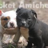 AMERICAN STAFFORDSHIRE TERRIER CINZA BLUE