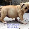 BULLYS Amichetti possuem massa densa e fuço grosso