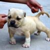 American Bully Canil Amichetti de Juquitiba SP