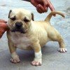 BULLYS Amichetti possuem massa densa e fuço grosso