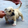 BULLYS Amichetti possuem massa densa e fuço grosso