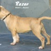 pocket bully amichetti