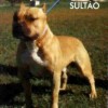 bully antigo decada 90 Brasileiro