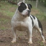pockET BULLY  AMSTAFF SUPER AMERICAN BULLY BLUE NOSE 