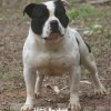 pocket bully amichetti