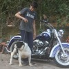 Tabu Pocket bully