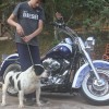 Tabu Pocket bully