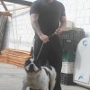 Tabu Pocket bully