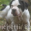 American Bully 