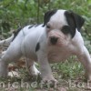 American Bully 