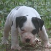 American Bully 
