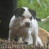 American Bully 