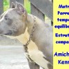 bully Amichetti