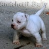 BULLY AST