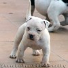 BULLY AST