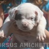 pocket bully amichetti