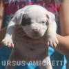 pocket bully amichetti