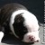 americanstaffordshireterrier