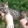 Bengal filhotes produzidos