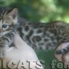 Bengal filhotes produzidos