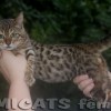 Bengal filhotes produzidos