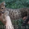 Bengal filhotes produzidos