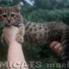 Bengal filhotes produzidos