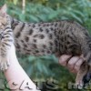 Bengal filhotes produzidos