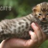 Bengal filhotes produzidos