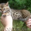 Bengal filhotes produzidos