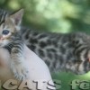 Bengal filhotes produzidos