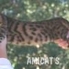 Bengal filhotes produzidos