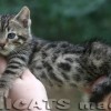 Bengal filhotes produzidos