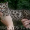 Bengal Mini Leopardo Amicat´s Filhotes Preço Comprar Vender
