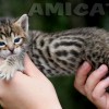 Bengal Mini Leopardo Amicat´s Filhotes Preço Comprar Vender