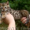Bengal Mini Leopardo Amicat´s Filhotes Preço Comprar Vender