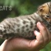 Bengal Mini Leopardo Amicat´s Filhotes Preço Comprar Vender