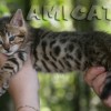 Bengal Mini Leopardo Amicat´s Filhotes Preço Comprar Vender