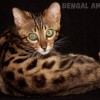 Bengal Mini Leopardo Amicat´s Filhotes Preço Comprar Vender