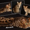 Bengal Mini Leopardo Amicat´s Filhotes Preço Comprar Vender