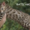 Bengal Mini Leopardo Amicat´s Filhotes Preço Comprar Vender