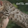 Bengal Mini Leopardo Amicat´s Filhotes Preço Comprar Vender