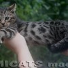 Bengal Mini Leopardo Amicat´s Filhotes Preço Comprar Vender