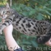 Bengal Mini Leopardo Amicat´s Filhotes Preço Comprar Vender