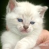 Bengal Mini Leopardo Amicat´s Filhotes Preço Comprar Vender