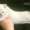 Bengal Mini Leopardo Amicat´s Filhotes Preço Comprar Vender