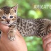 Bengal Mini Leopardo Amicat´s Filhotes Preço Comprar Vender